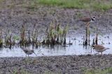 20180519_Breedbekstrandloper_It Heidenskip_02
